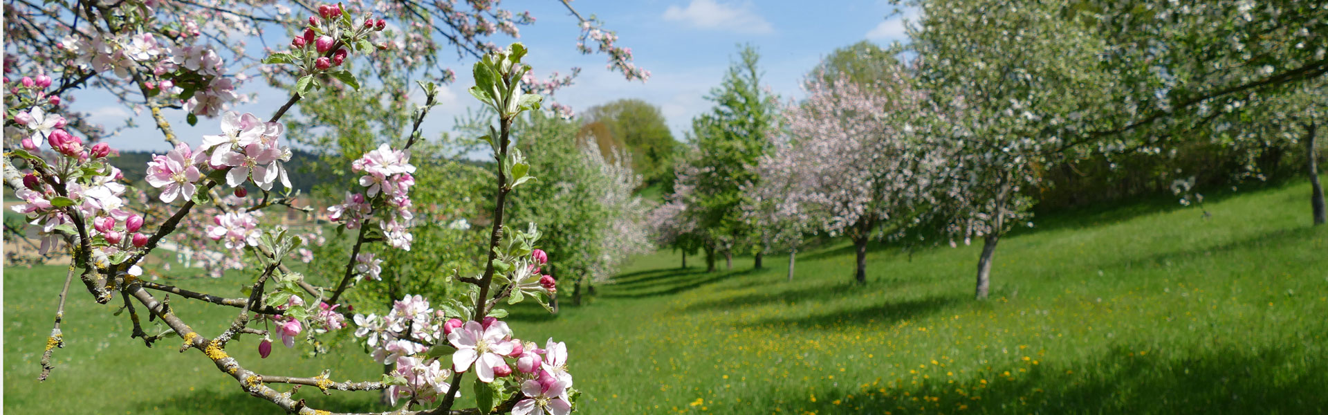 Header Wolfersdorf - Frühling 2